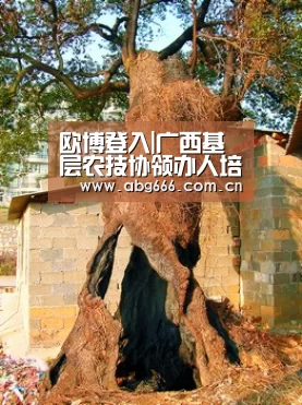 欧博登入|广西基层农技协领办人培训班全体成员到钟山县回龙镇菌美人间食用菌产业示范区考察调研(图2) 欧博ABG